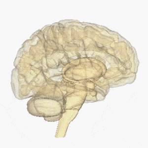 Rotating_brain