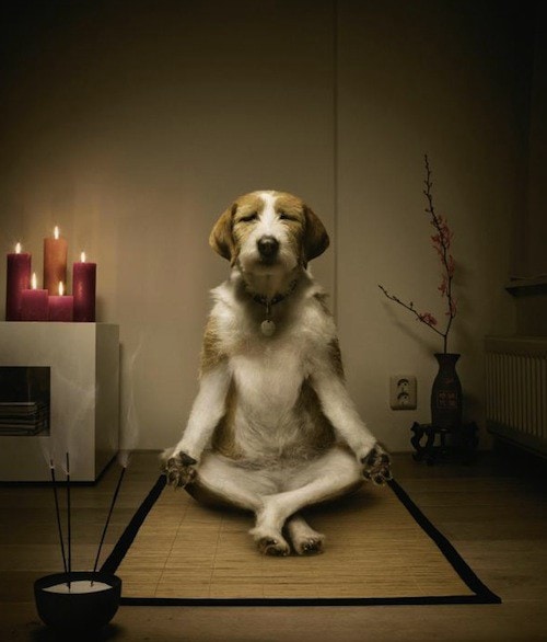 dog-meditating